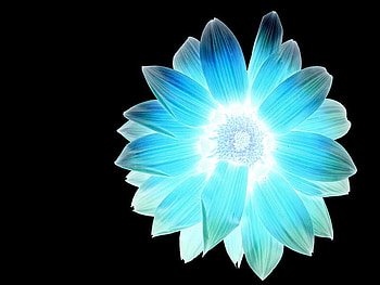 1192c5d.jpg, blue, neon, glow, flower HD wallpaper
