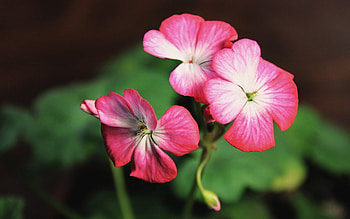 Flowers, pink, beautiful, three, flower HD wallpaper