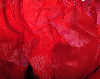 Flower, Petals, Texture, Textures, Crumpled HD wallpaper
