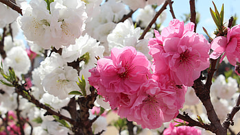 Sakura Cherry Blossooms, blossooms, cherry, sakura, flower HD wallpaper