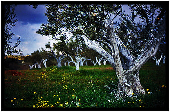 Olive trees, clouds, trees, olives, field HD wallpaper