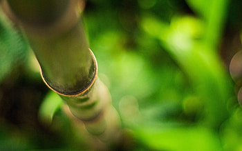 Macro, Glare, Branch, Bamboo, Stem, Stalk HD wallpaper