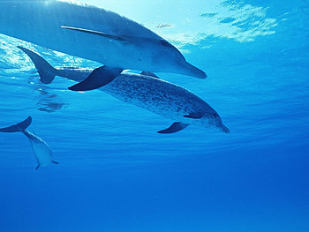 Animals, Dolfins HD wallpaper