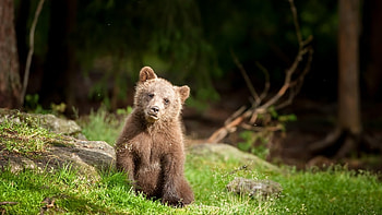 Bear, grass, animals, young HD wallpaper