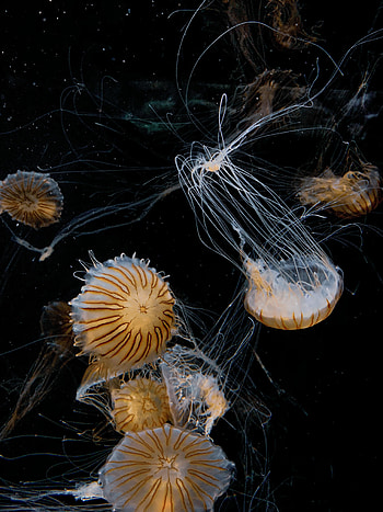 Animals, Jellyfish, Tentacle, Handsomely, It's Beautiful HD phone wallpaper