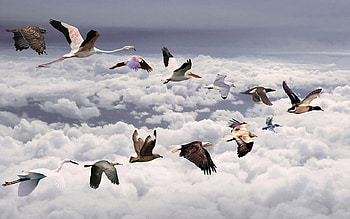 All Birds Flying V, birds, skies, animals, flying v, variety, white clouds HD wallpaper