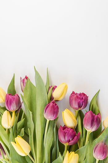 Bright pink and yellow tulips creating a vivid spring floral arrangement on a neutral background. HD phone wallpaper