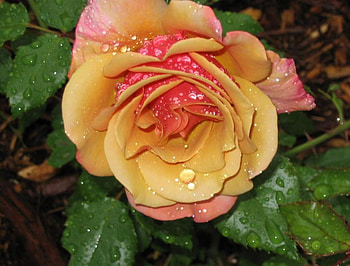 Belle Epoch Rose, rose, belle epoch, rain, graphy, garden, foliage HD wallpaper