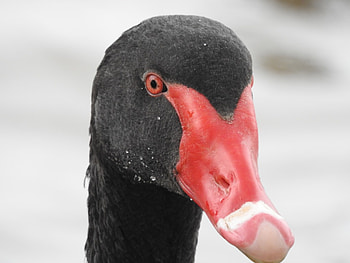 Beautiful Aussie Bird, australia, bird, swan, beautiful, black swan HD wallpaper