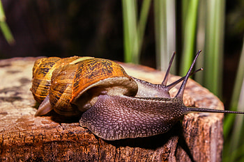 Animals, Snails, Large, Big, Antennae, Tendrils HD wallpaper
