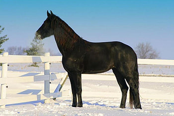 Horse, powerfull, stallion, animals, cavalo HD wallpaper