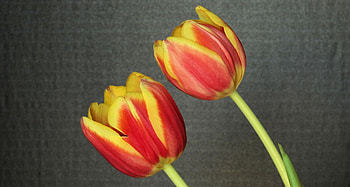 Flowers, Background, Tulips, Couple, Pair HD wallpaper