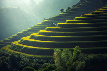 Lush green terraced rice fields with a rustic hut under soft sunlight. HD wallpaper