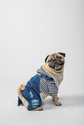 Funny dog, pug HD phone wallpaper