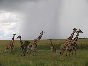 Maasai Mara National Reserve, Kenya's wildlife reserves, Wildlife addictedtotravel HD wallpaper