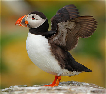 Atlantic Puffin, red beak, puffin, bird, cute, atlantic HD wallpaper