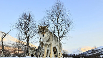 Animals, Wolf, Wolf Pack, Winter Morning HD wallpaper