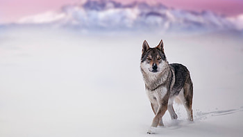 Quality wolf , Majestic wilderness, Glimpse of nature, Untamed aura HD wallpaper
