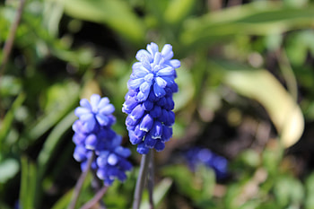 Small, blue flowers, blur, portrait HD wallpaper