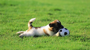 Sports, Animals, Dogs, Grass, Football HD wallpaper