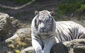 Animals, To Lie Down, Lie, Predator, Tiger, Albino HD wallpaper