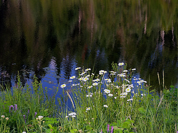 Daisies Along The River, graphy, Flowers, Nature, Daisies, River HD wallpaper
