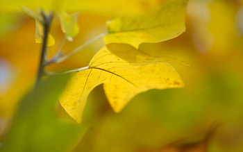 Nature, Background, Autumn, Sheet, Leaf HD wallpaper