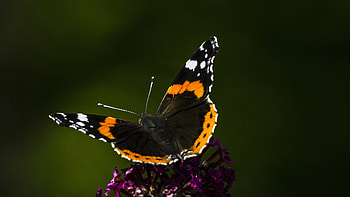Butterfly, animal, fly, insect HD wallpaper