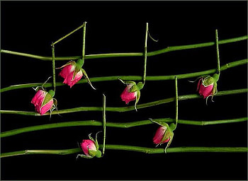 Roses music of Love, notes, grenn leaves, music, rose buds, black background, red HD wallpaper