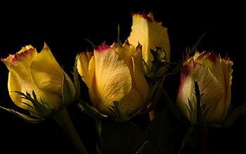 Yellow roses, Yellow, Flowers, Roses, Nature HD wallpaper