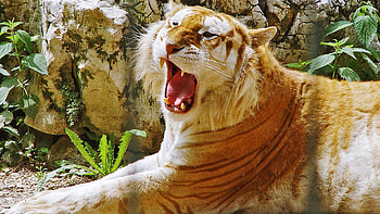 Animals, Background, Tiger, Stripes, Streaks, Teeth HD wallpaper