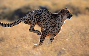Animals, Cheetah, Speed, Run, Running HD wallpaper