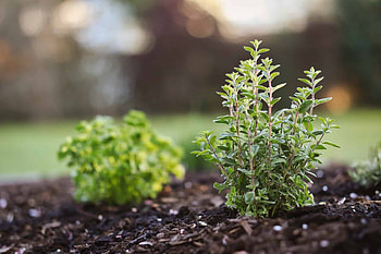Marjoram companion plants, Best marjoram substitutes, Spiceography HD wallpaper