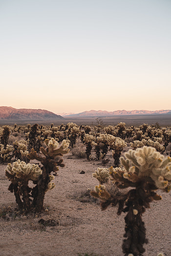 Landscape, Nature, Cactuses, Mountains, Desert HD phone wallpaper