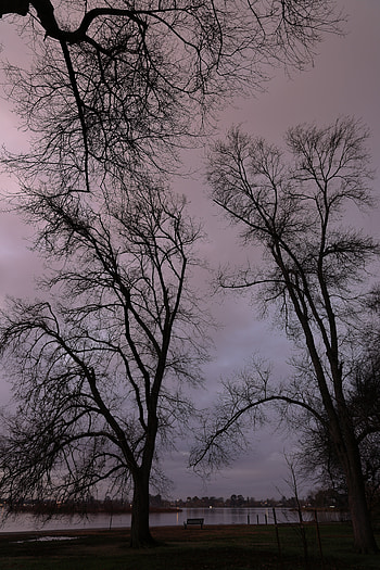 Nature, Rivers, Trees, Branches, Evening, Bench HD phone wallpaper