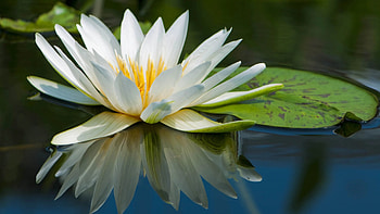 Nature, water lily, full HD wallpaper