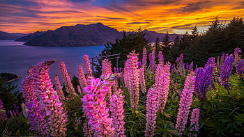 Colorful Sunset, blossoms, landscape, clouds, sky, flowers, mountains, lake, lupins HD wallpaper