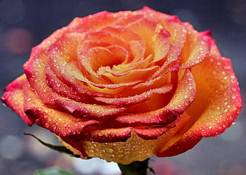 beautiful day, delecate, plants, buds, soft, beautiful, nice, rose, pretty, petals, blossoms, bud, nature, flowers, blooms, lovely HD wallpaper