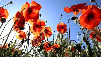 Poppy, , Vibrant petals, Nature's artistry HD wallpaper