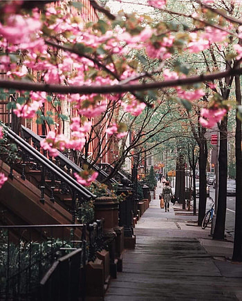 Brooklyn NY, sky, petal HD phone wallpaper