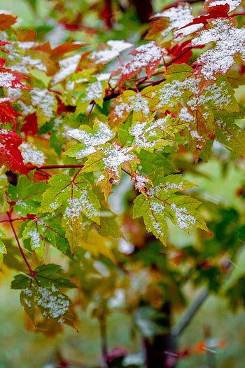 Nature, Leaves, Bush, Snow Covered, Snowbound, Veins HD phone wallpaper