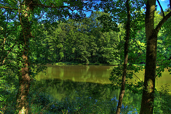 Nature, Rivers, Trees, Germany HD wallpaper