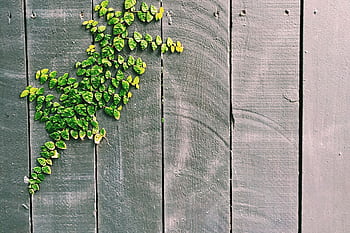 Lush green vines growing on a wooden fence create a natural, textured pattern. HD wallpaper