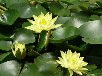 Flowers, Water, Leaves, Water Lilies, Pond HD wallpaper
