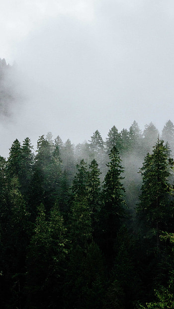 Foggy forest, Misty , Frontside misty, Pokemon misty HD phone wallpaper
