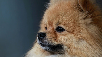 Pomeranian, , Extensive collection, Digital art HD wallpaper