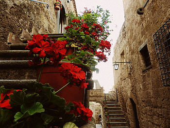 old street, architecture, red, street, flowers, stones HD wallpaper