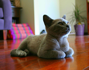Cute cat, animals, floor, cute, cat, pet HD wallpaper
