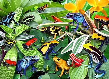 Frogs, animal, poison, nature, frog HD wallpaper