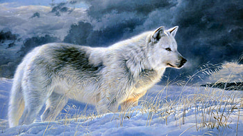Gray Wolf Beautiful Animals HD wallpaper